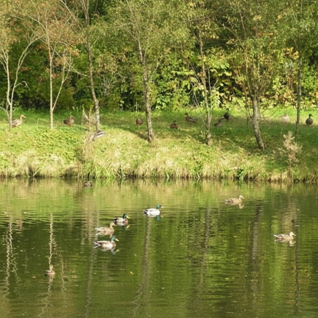 Ein beliebter Aufenthalt für Enten
